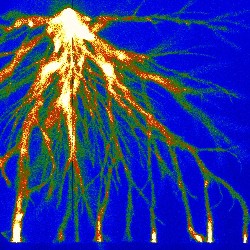 branching spark
