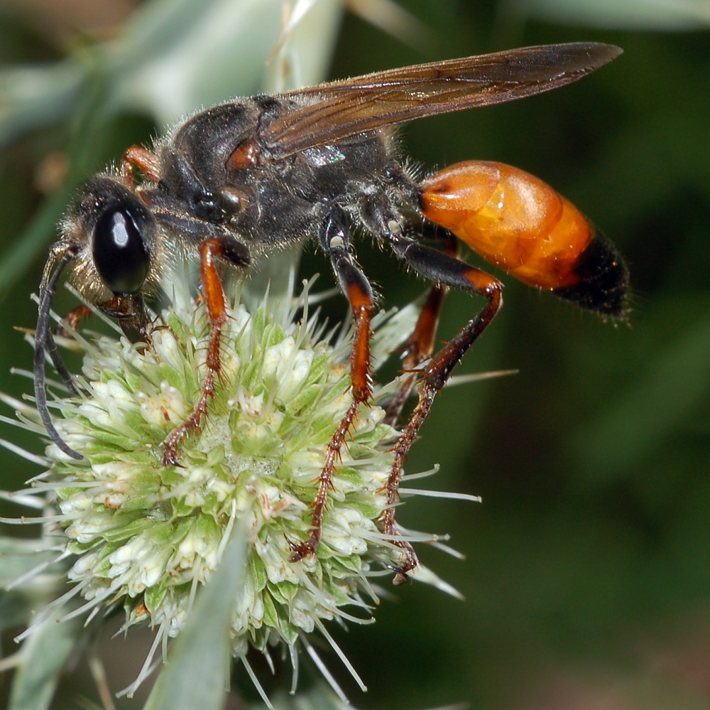 A sphex Wasp